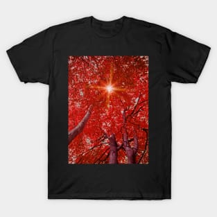 Sunlight through autumn trees T-Shirt